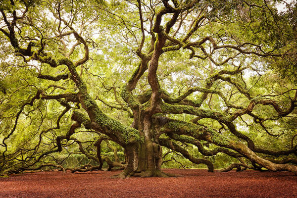 невероватно-дрвеће-22