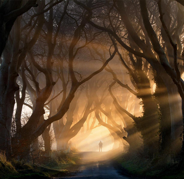 невероватна стабла-6-1