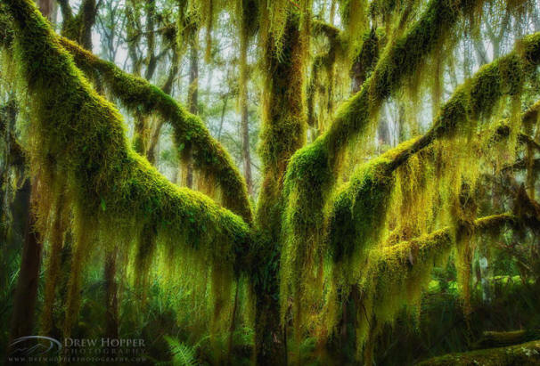 невероватно-дрвеће-23