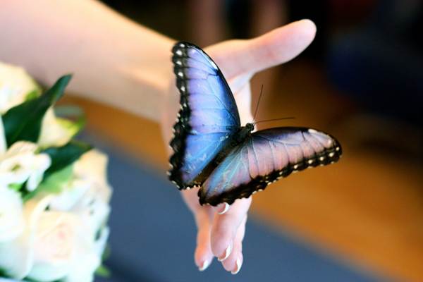 лептир је седео на некој особи 