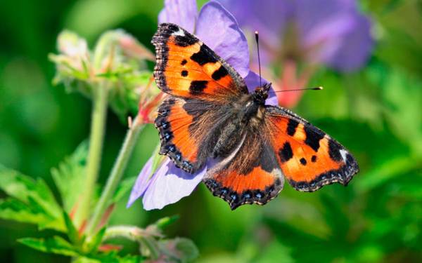 лептир уртикарија 