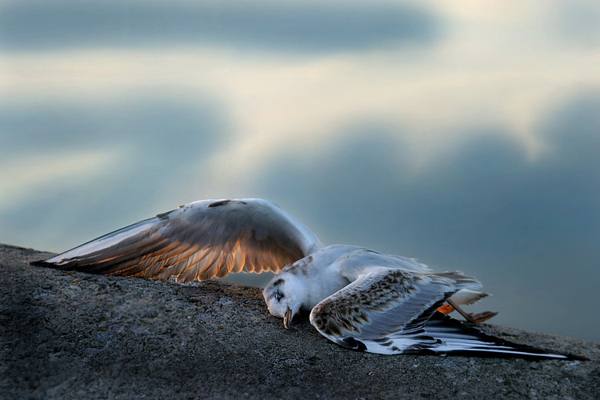 мртва птица 